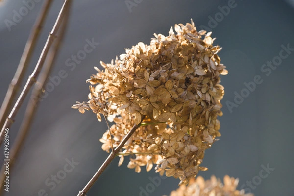 Fototapeta Closeup of Dried Hydrangea Flowers