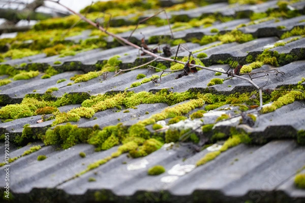 Obraz Roof Tile Covered with Green Moss