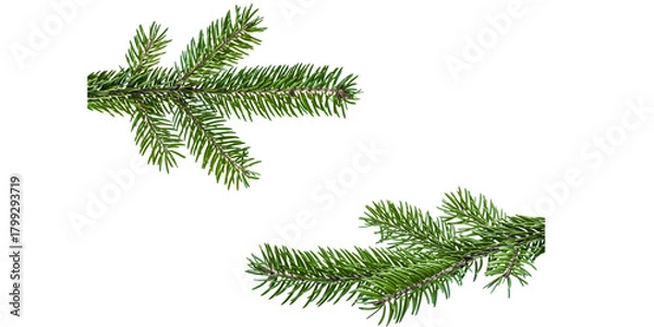 Fototapeta christmas tree branches of fir  for christmas decoration isolatd on transparent background for digital designs of cards for christmas greeting invitation 