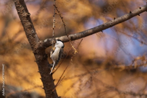 Obraz 紅葉したカラマツの枝に止まったコガラ