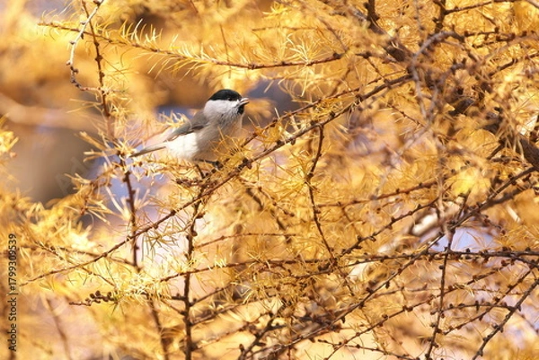 Obraz 紅葉したカラマツの枝に止まったコガラ
