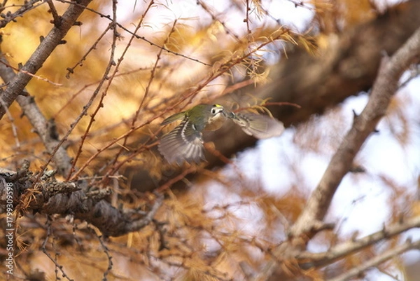 Obraz 羽ばたくキクイタダキ