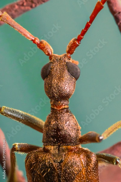 Obraz stag beetle on a branch