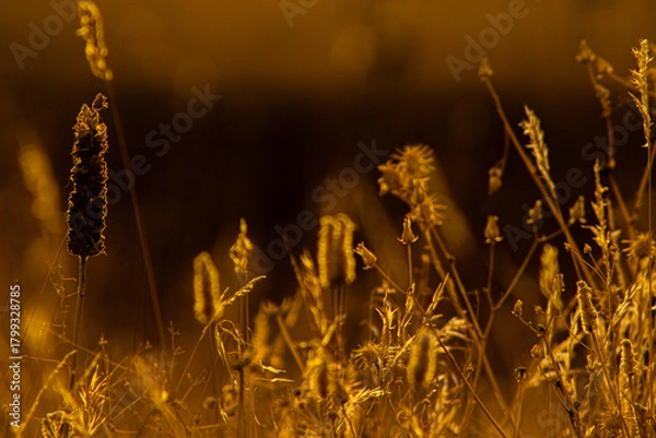 Obraz grass in the wind