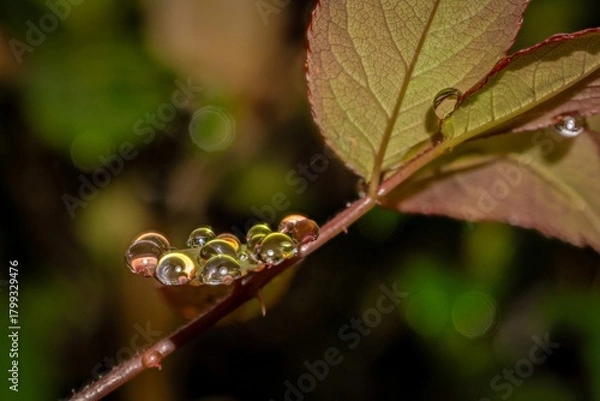 Obraz ants on a leaf