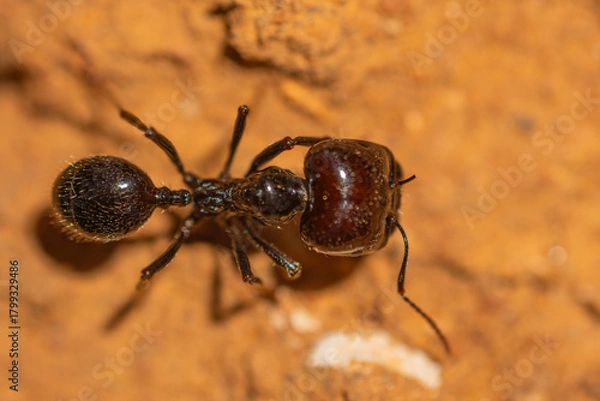 Obraz ant on the ground