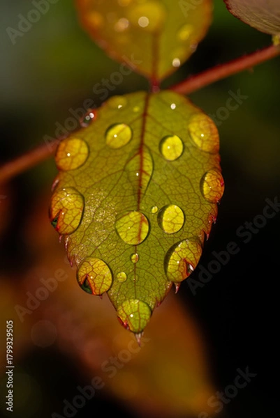 Obraz leaf with dew drops