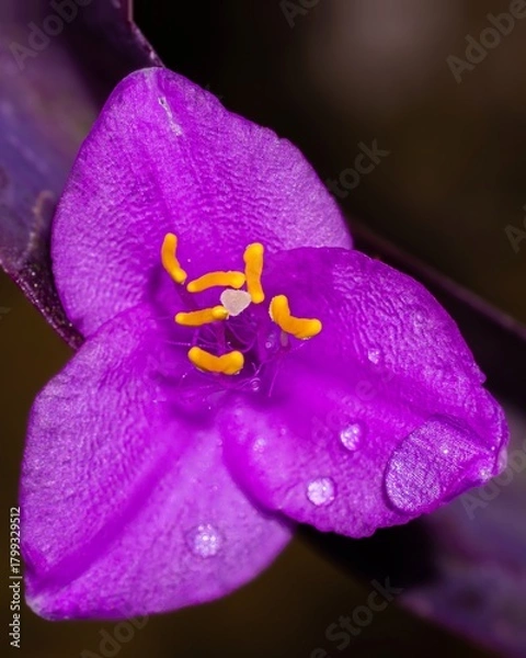 Obraz purple orchid flower