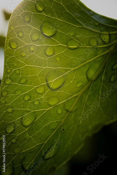 Obraz green leaf with water drops