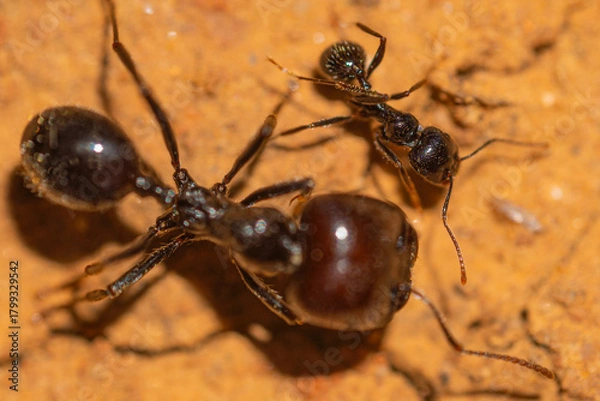Obraz ants on the ground