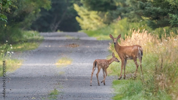 Obraz Doe with fawn