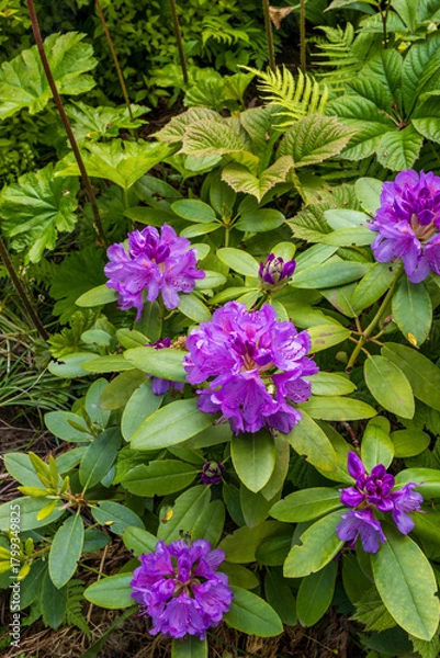 Obraz  Rhododendron.