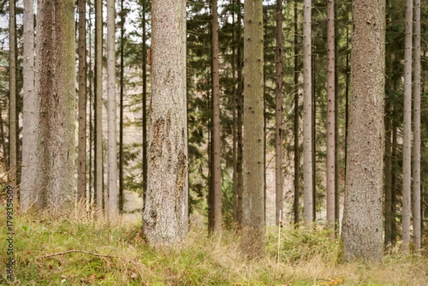 Obraz forêt de beaux spécimens de sapins