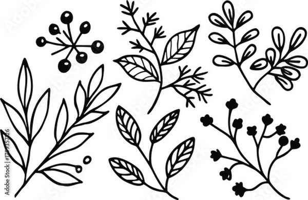 Fototapeta Hand drawn botanical elements, leaves and berries isolated on white