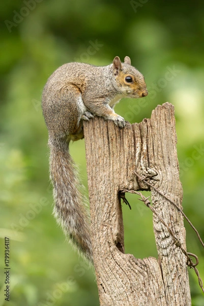 Obraz eurasion grey Squirrel Sciurus carolinensis Perched On Weathered Post In A Lush Green Garden Setting