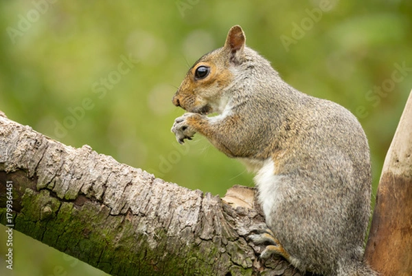 Fototapeta eurasion grey Squirrel Sciurus carolinensis Perched On Weathered Post In A Lush Green Garden Setting