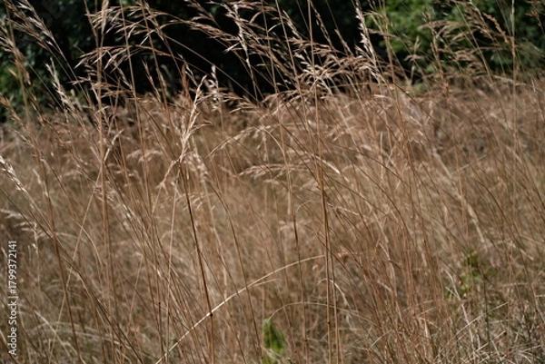 Fototapeta Texture of wheat stalks waving in the wind in a field in Campania, Italy, at the end of summer