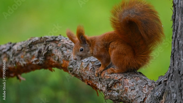 Obraz Curious Red Squirrel Perched on a Pine Branch