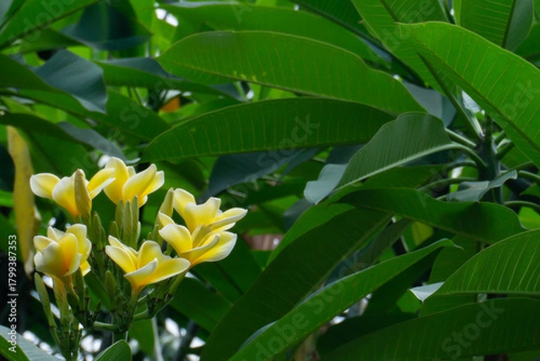 Obraz beautiful flower called yellow frangipani (Bunga Kamboja kuning) with copy space