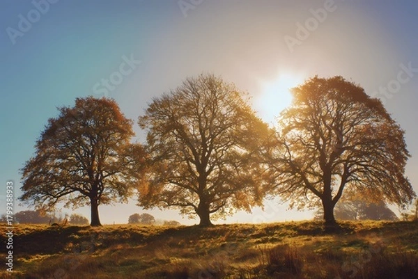 Fototapeta Three trees in warm sunlight in an autumn landscape