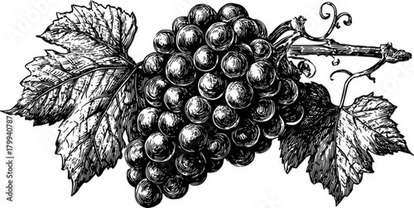 Fototapeta Grape cluster with leaves on a vine branch. Vintage botanical vector illustration in black and white engraving style.