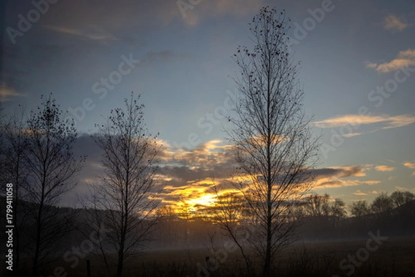 Obraz Wschód słońca z brzozami