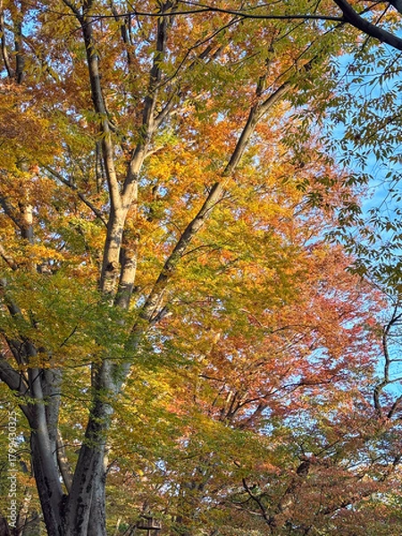 Obraz 美しい秋の紅葉の風景