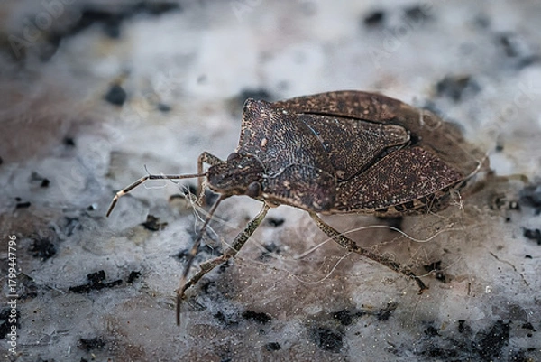 Fototapeta Brown stink bug (Halyomorpha halys) in Italy on a white background in the summer season