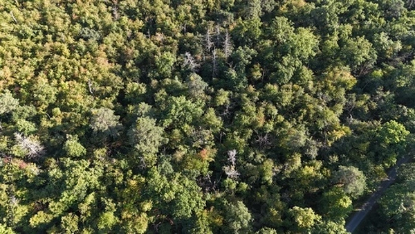 Obraz Wald, von oben gesehen
