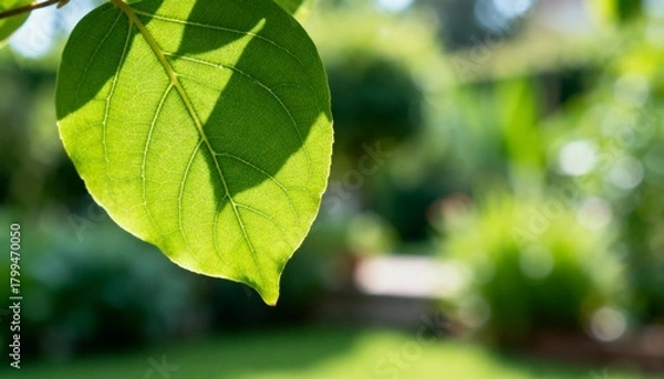 Obraz Backlit green leaf detail with soft focus garden background in bright sunlight