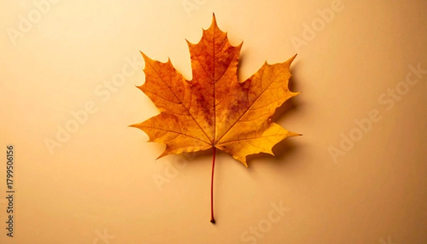 Obraz Autumn Golden Maple Leaf