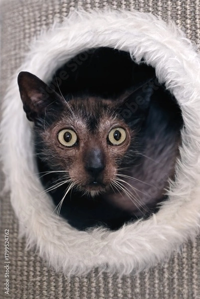Fototapeta Grey Lykoi cat  looks funny out of the hole of a scratching post.	