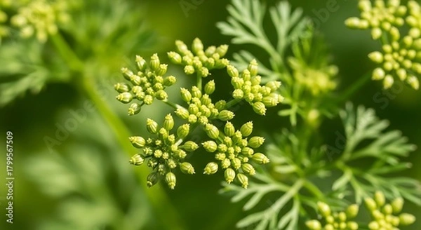 Obraz Macro Shot of Green Herb Umbel Flower Buds in Sunlight