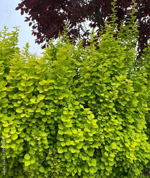 Fototapeta green leaves background