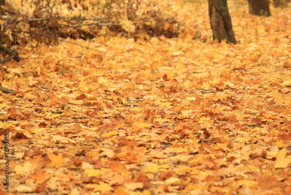 Obraz Beautiful autumn scene in a quiet Czech forest. Ground fully covered with golden leaves, seasonal foliage, warm fall vibe