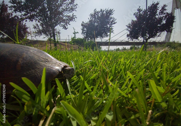Fototapeta A red eared slider tortoise resting near Guadiana river shore