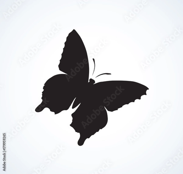 Fototapeta Butterfly. Vector drawing