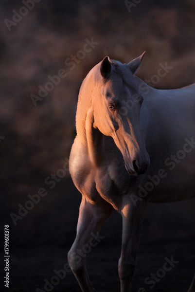 Obraz Achalteke cremello stallion