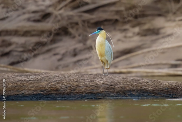 Obraz Capped Heron Pilherodius pileatus, This gorgeous medium-sized heron is uncommon but widespread in lowlands of South America,