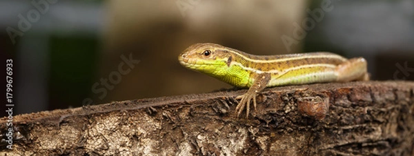 Obraz The green lizard