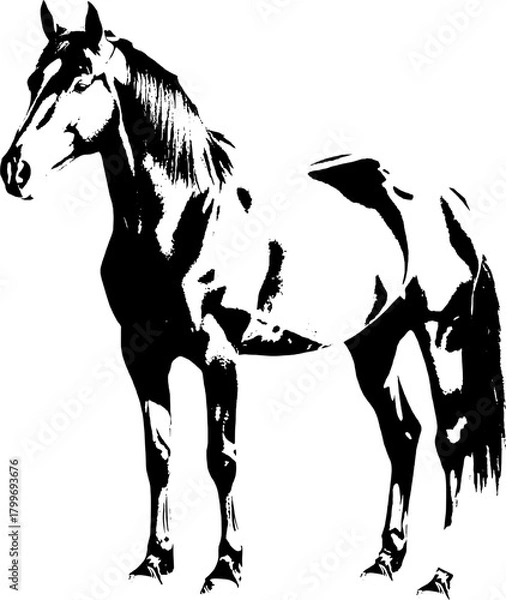 Fototapeta A dynamic black silhouette of a horse  exuding grace and strength against a clean white backdrop