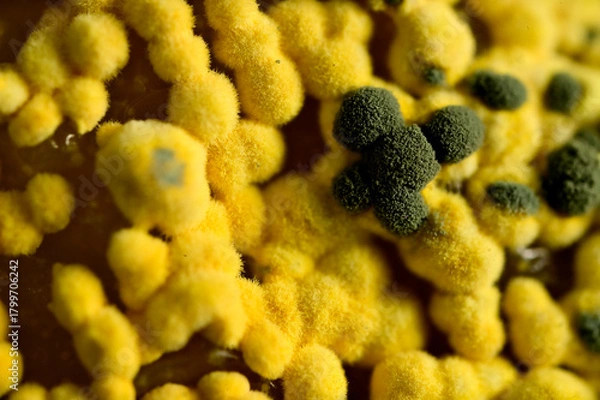 Obraz Macro of Mold thriving on Indian Gooseberry fruit.