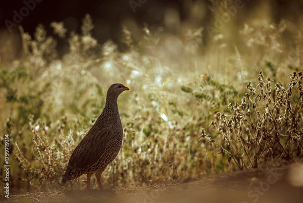Fototapeta Natal francolin standing backlit at dawn in Greater Kruger National park, South Africa ; Specie Pternistis natalensis family of Phasianidae