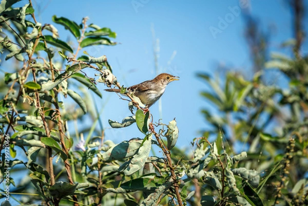 Fototapeta Rattling Cisticola standing on a bush isolated in blue sky in Greater Kruger National park, South Africa ; Specie Cisticola chiniana family of Cisticolidae