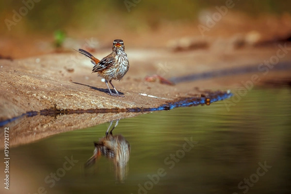 Fototapeta Red backed Scrub Robin wet feather after bath along waterhole in Greater Kruger National park, South Africa; specie Cercotrichas leucophrys family of Musicapidae