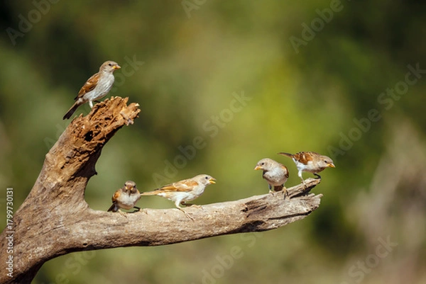 Fototapeta Five Southern Grey-headed Sparrow on a log in Greater Kruger National park, South Africa ; Specie family Passer diffusus of Passeridae