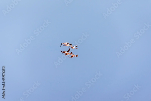 Obraz Three flamingoes flying with reflection on the water
