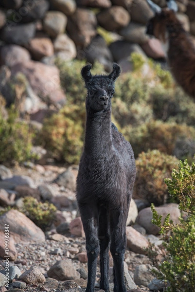 Obraz A young black llama standing