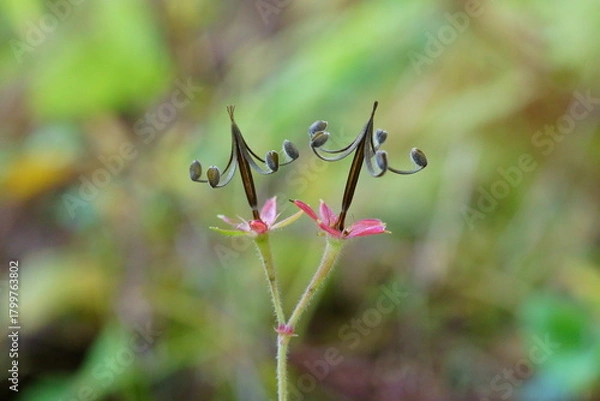 Obraz 実がはじけた後のゲンノショウコ