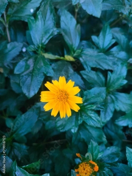Obraz yellow flowers on a green background